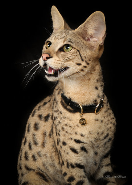 Savannah.jpg