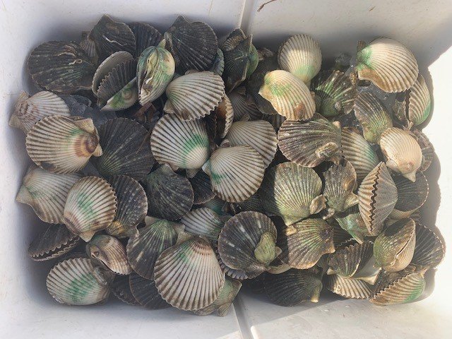 Scallop 2.jpg