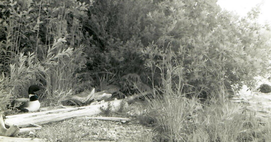 Scan 2.jpg