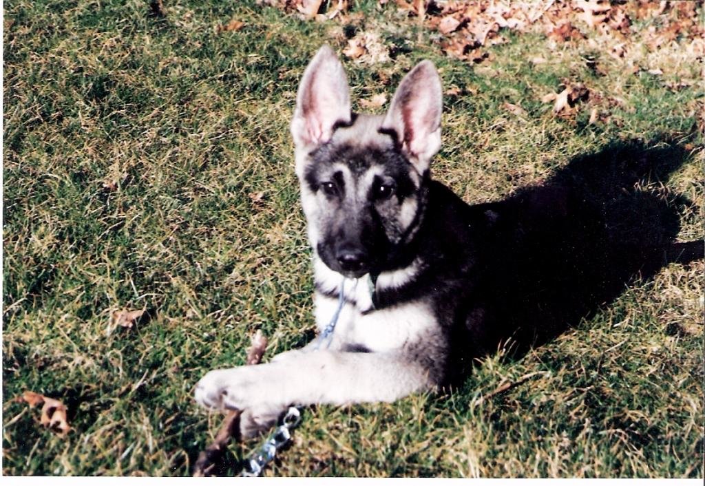 scan0008_zps049cee29_8869a7c8f9625c7bff66b81d3ee53f7fe393e793.jpg