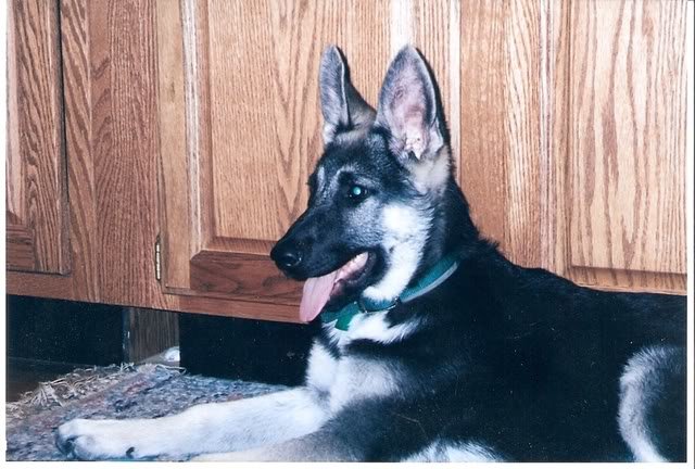 scan0012_84862c1428021085bd2dd9958d6b2377f0e7b8b9.jpg