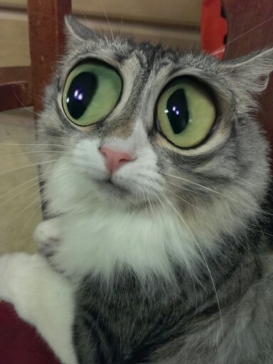 scardy cat.jpg