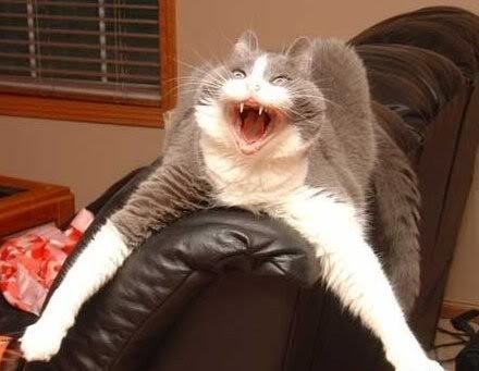 scary_big_cat_f81b4d28dadf422da40dee43271c2127adbc0394.jpg