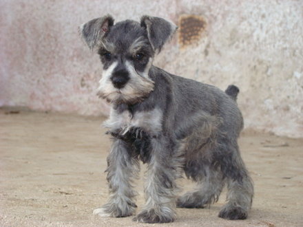 schnauzer miniatura sal pimienta cachorros inscritos valparaiso valparaiso chile__6A3574_3.jpg