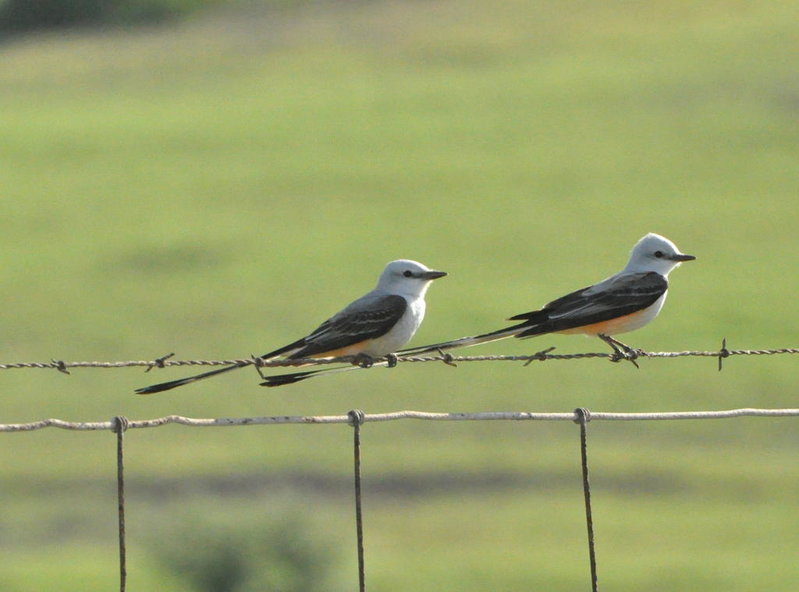 Scissortail Flycatchers.jpg
