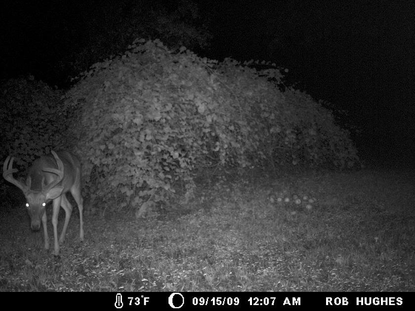 scoponoungbuck1size_a2560d6ddd35d9966935614b79dcb10d5ec210bb.jpg