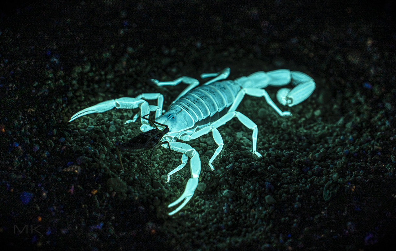 scorpion.jpg