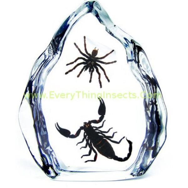 scorpion-spider_zps08d3e434_26840528a52e256cc170a2ea97ec8f00eb43da85.jpg