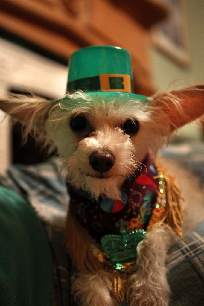 scottie3_64808adcaa9832278ca938fecb727094a6562bba.jpg