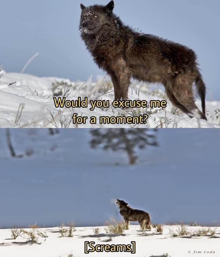 screams.jpg