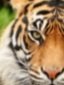 Screenshot_20210518-075947_Chrome.jpg