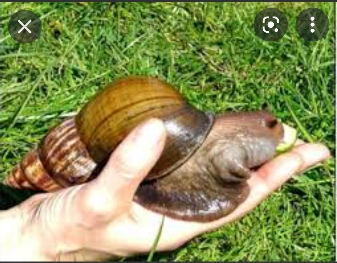 Screenshot_20220105-191053_Google.jpg