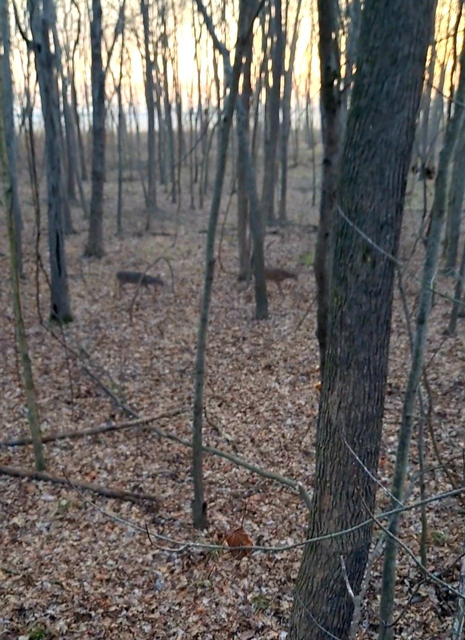 Screenshot_20220114-074812_Gallery.jpg