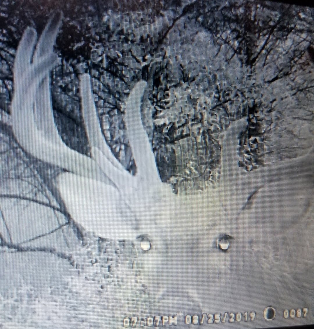 Screenshot_20220202-231659_Photos.jpg