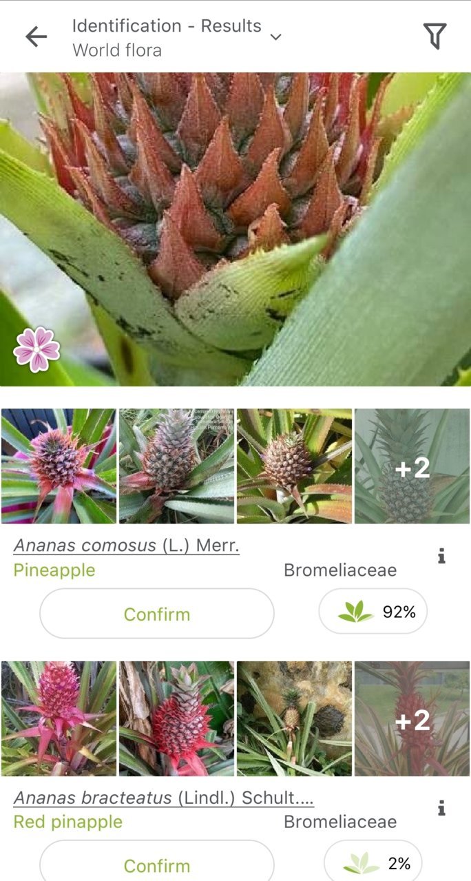 Screenshot_20220302-093601_PlantNet.jpg