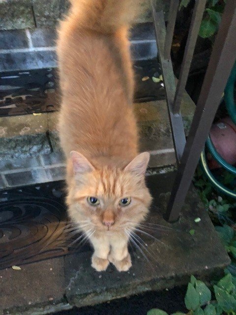 scrumpy.jpg
