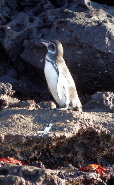 SDC12050.jpg