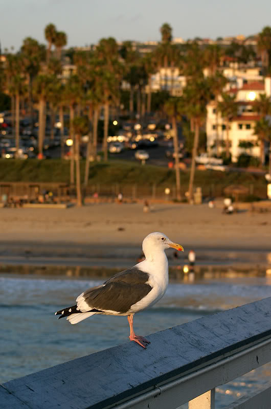 Seagull_4e9250261f00661deda530d5d6db1dafcb54ab8f.jpg