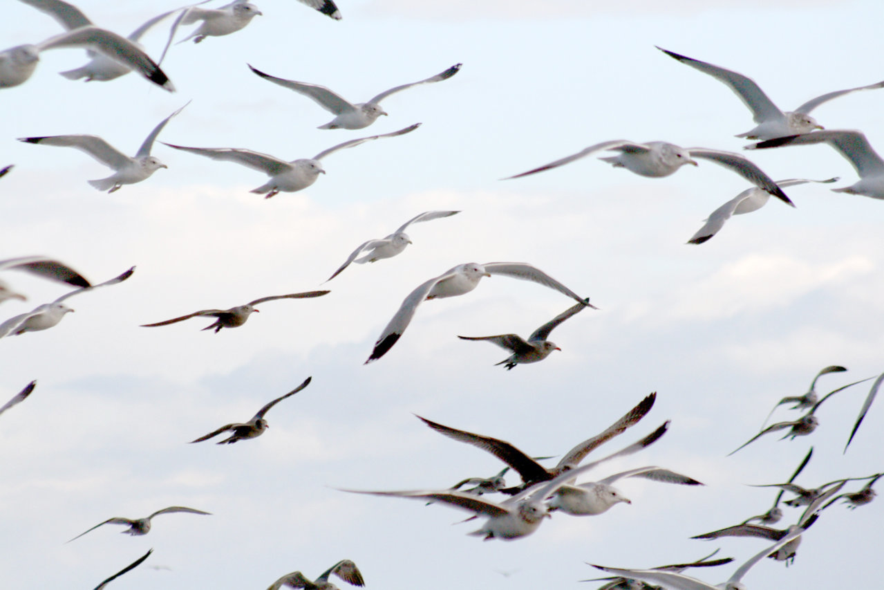 Seagulls_in_flight_5.jpg