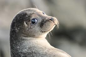 seal.jpg