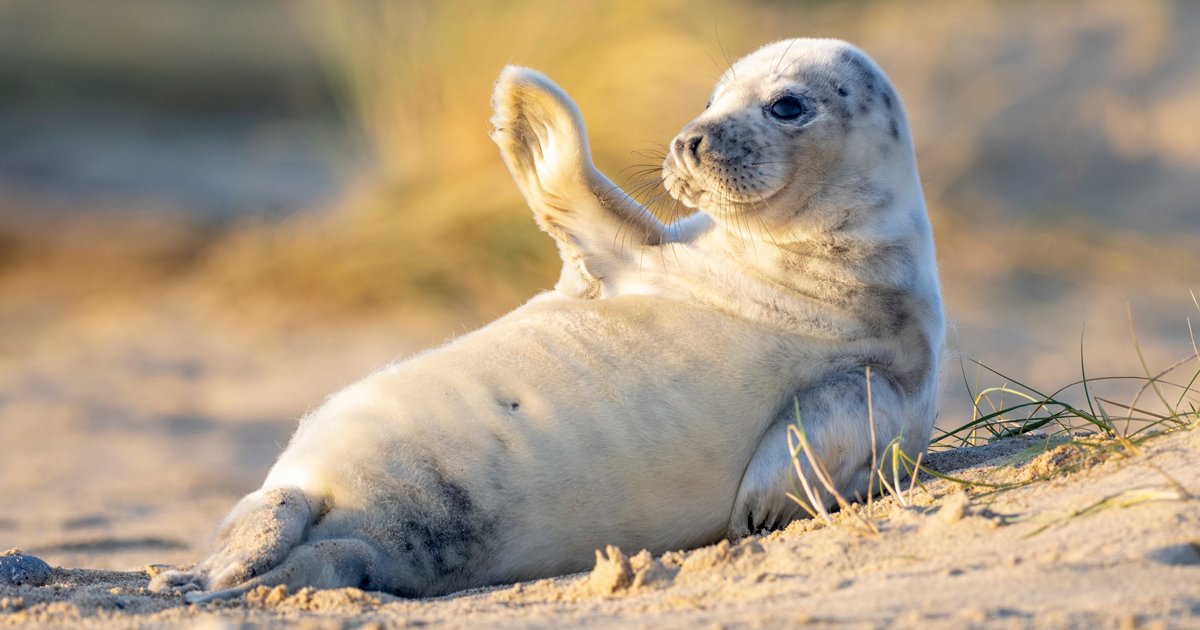 seal-pup-waving-norfolk-beach-fb.jpg