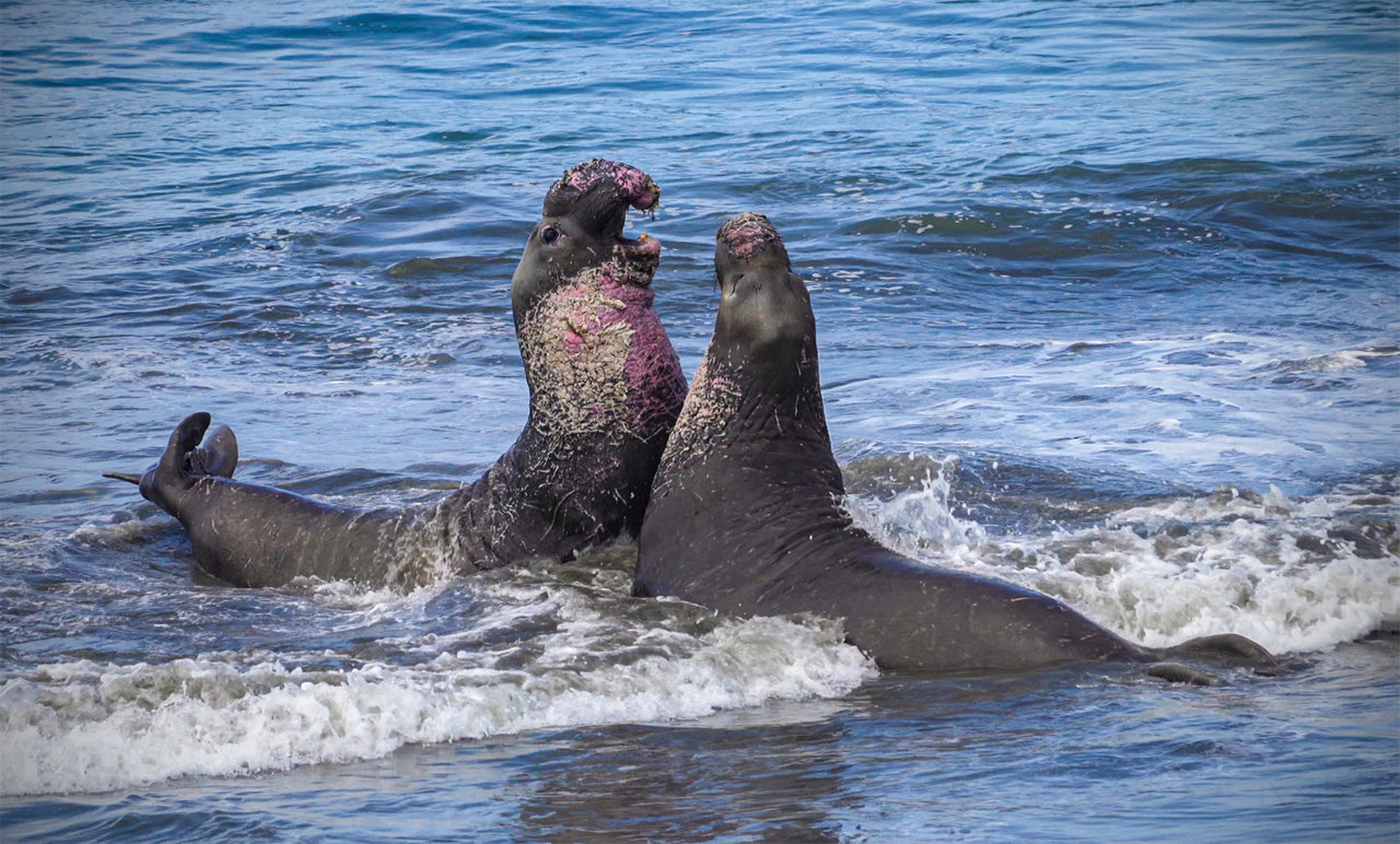 seals2s.jpg