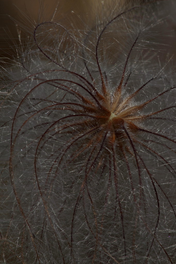 Seeds_4477cb0bb14500566a9f4c3d7a509b63ee682798.jpg
