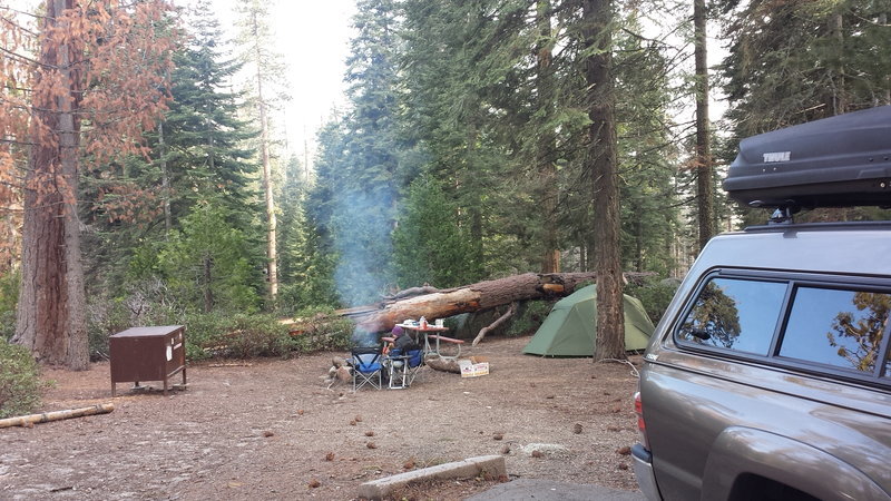 Sequoia.jpg