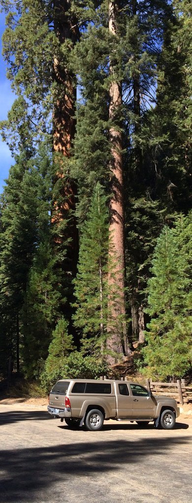 Sequoia.jpg