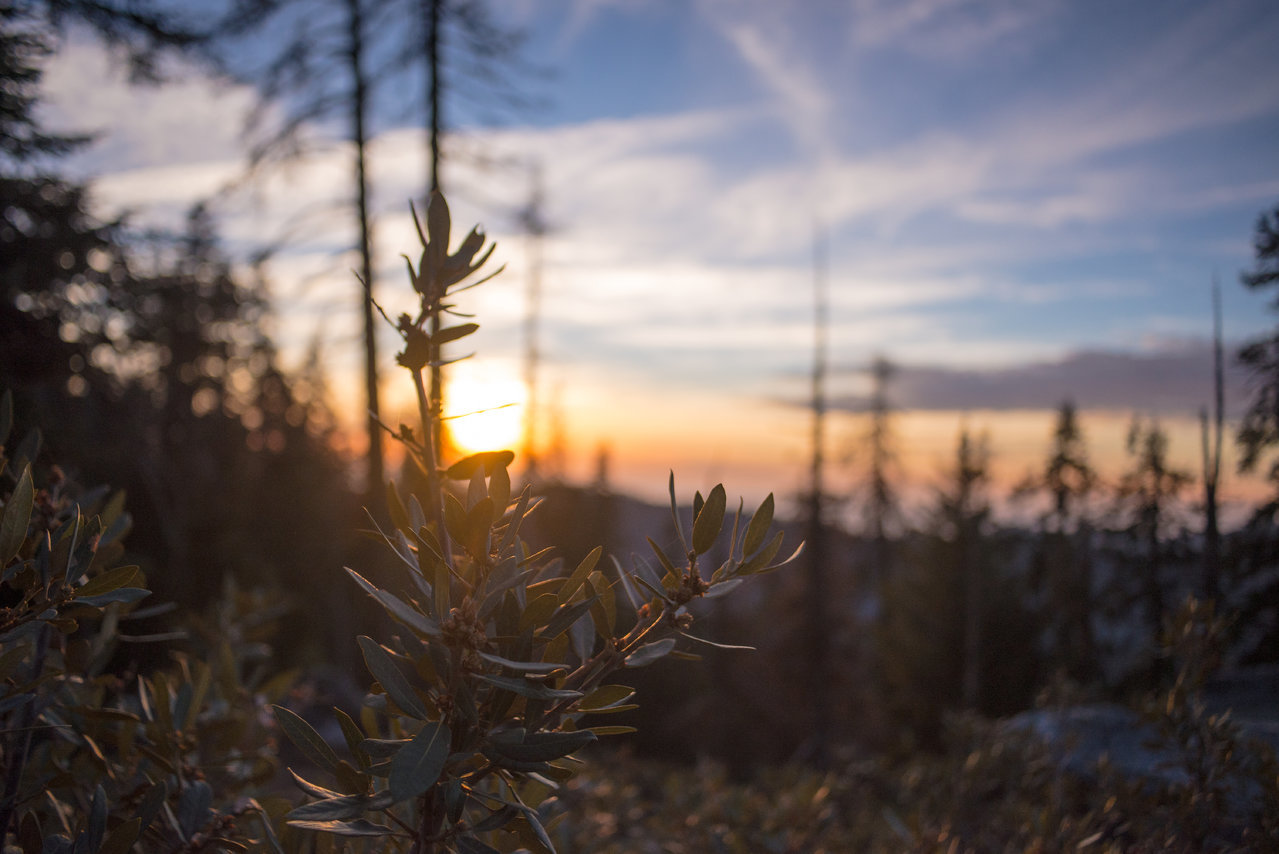 Sequoia National park trip 2017-63.jpg