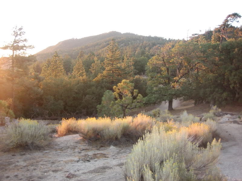 Sequoia043_62dc642267121f42fa80261203ba10f149ebffb4.jpg