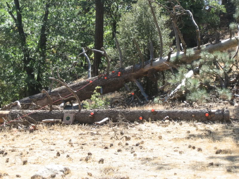 Sequoia074_976b0afa6f9597e3bd8b35c28aef82b76eec7fce.jpg