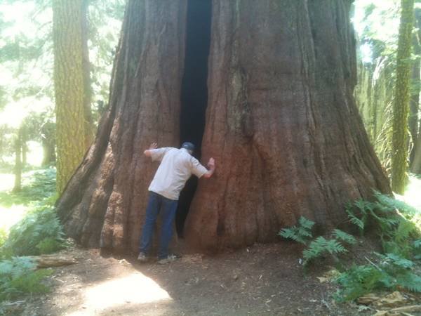 sequoia_zpsec5917dc_32cdf32b732a9d443b662ea23358c97c868341d1.jpg