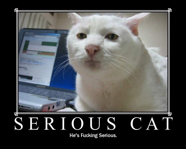 Serious_Cat.jpg