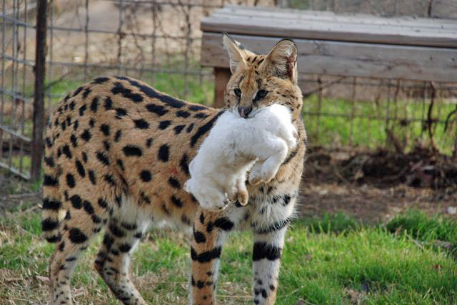 serval-and-bunny-rabbit-1.jpg