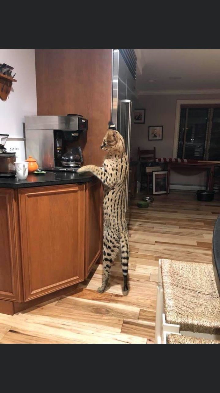 serval.jpg
