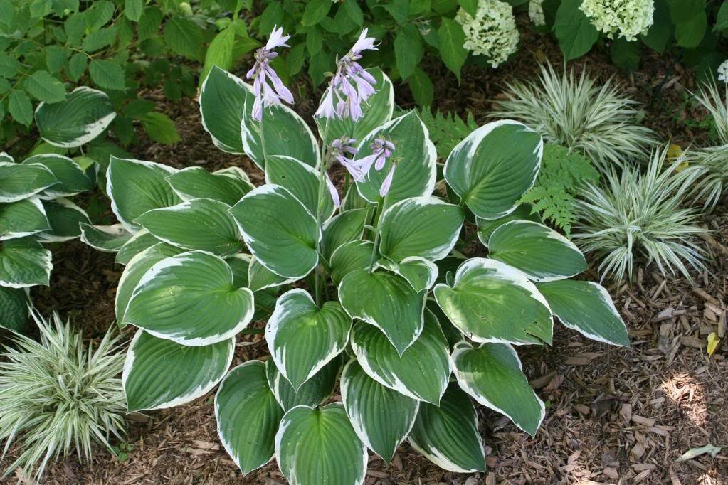 shade_garden2_74080ce3381dbaa69097b6253d3919dd443ff616.jpg