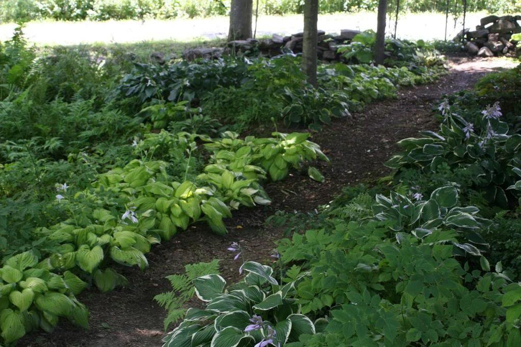 shade_garden4_224da02e6e66a42feef65927cbfb3e3c230ae6e7.jpg