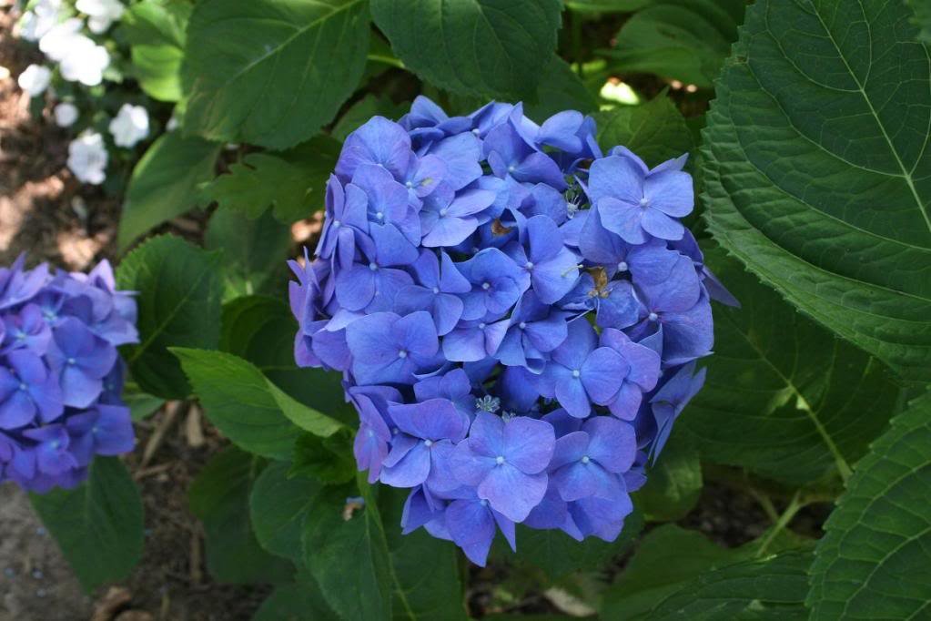 shade_garden5_e6cf933269cbbb73ccf0c86e808396ccddf90eab.jpg
