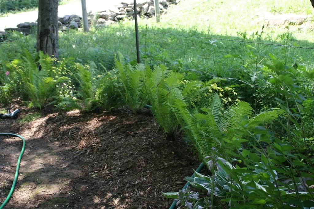 shade_garden6_1bcf240b23ec8fe4499b3a47adac231cfca52c0a.jpg