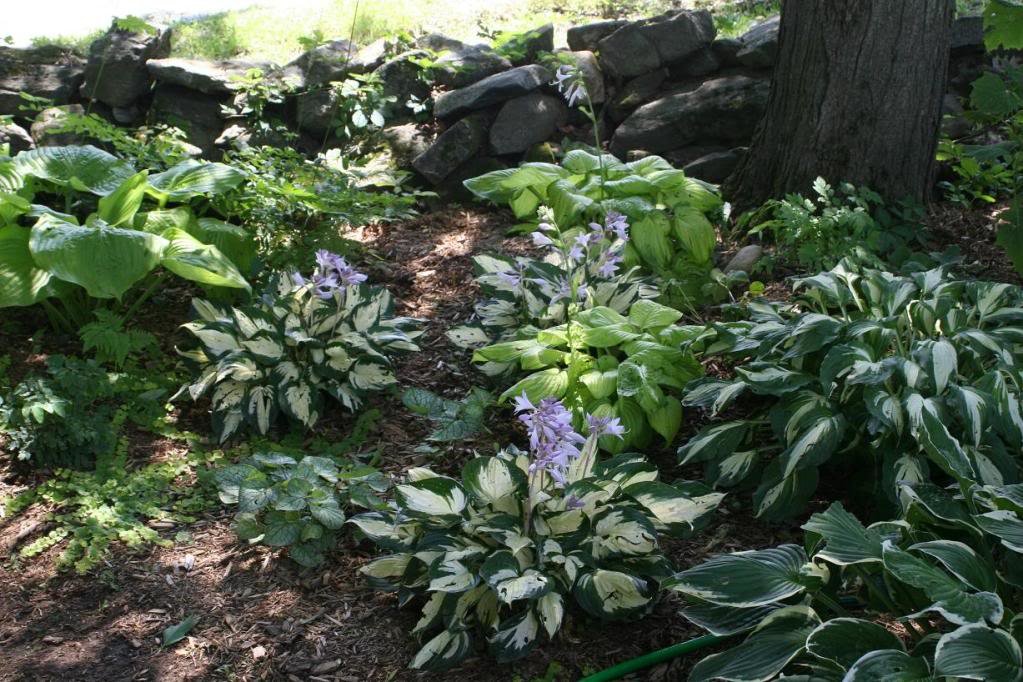 shade_garden7_3cb72b02f9534575dde68b76d8e06d79be222a17.jpg