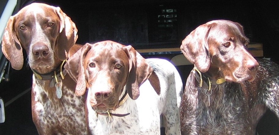 shamus, Augie,Katie.jpg