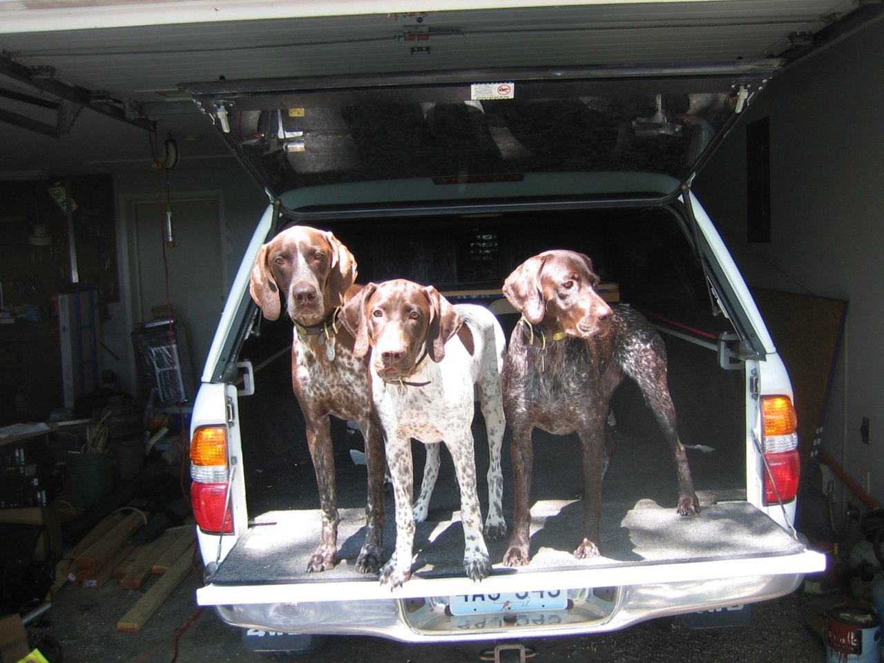 Shamus,Augie,Katie.jpg