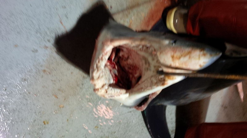 shark-1.jpg