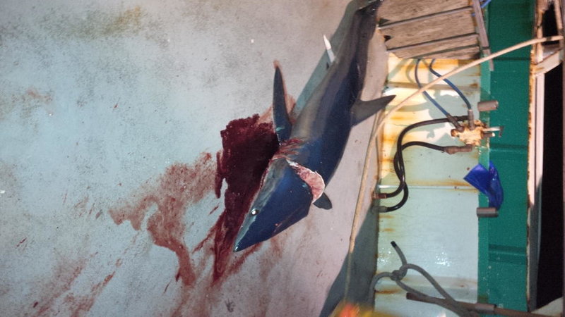 shark-2.jpg