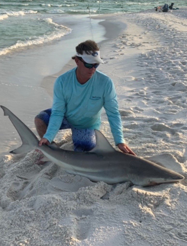Shark 2.jpg
