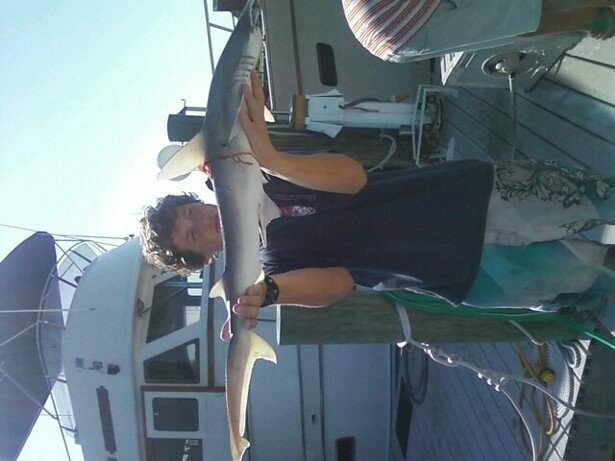 shark hmma.jpg