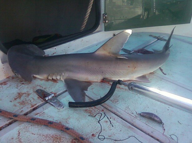Shark HMMAHEAD.jpg