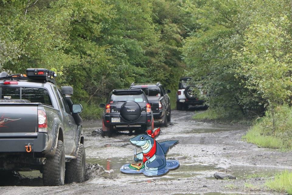 shark.jpg