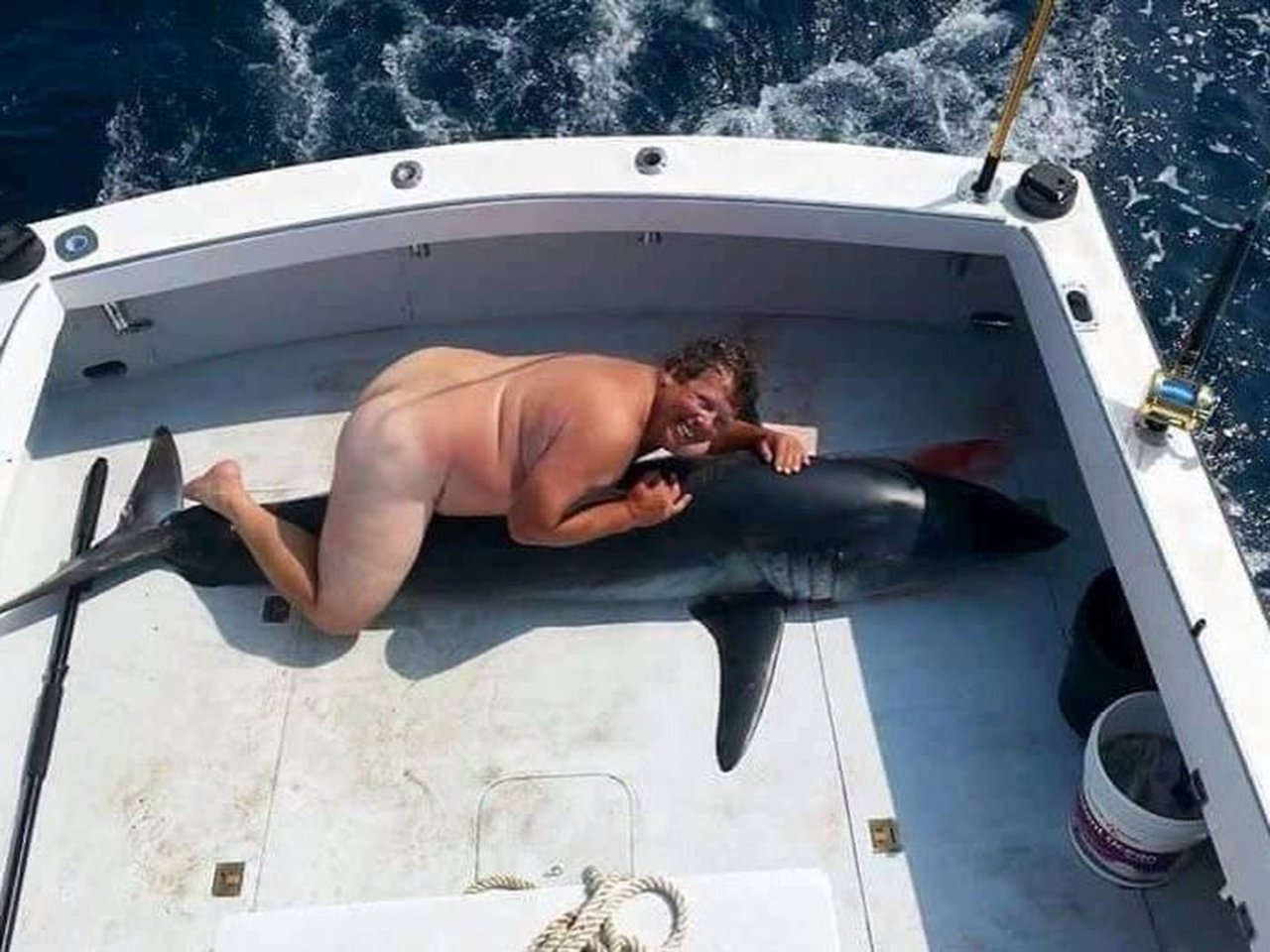 shark.jpg